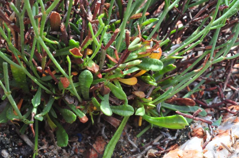 Limonium contortirameum